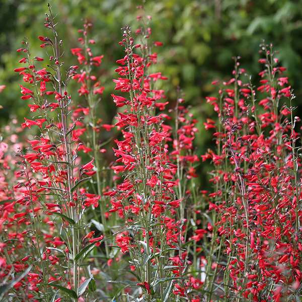 Penstemon Twizzle Scarlet - Penstemon barbatus - Perennial Flower Seeds.