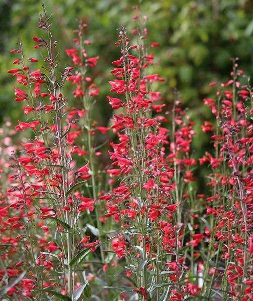 Twizzle Scarlet penstemon Penstemon Twizzle Scarlet - Penstemon barbatus
