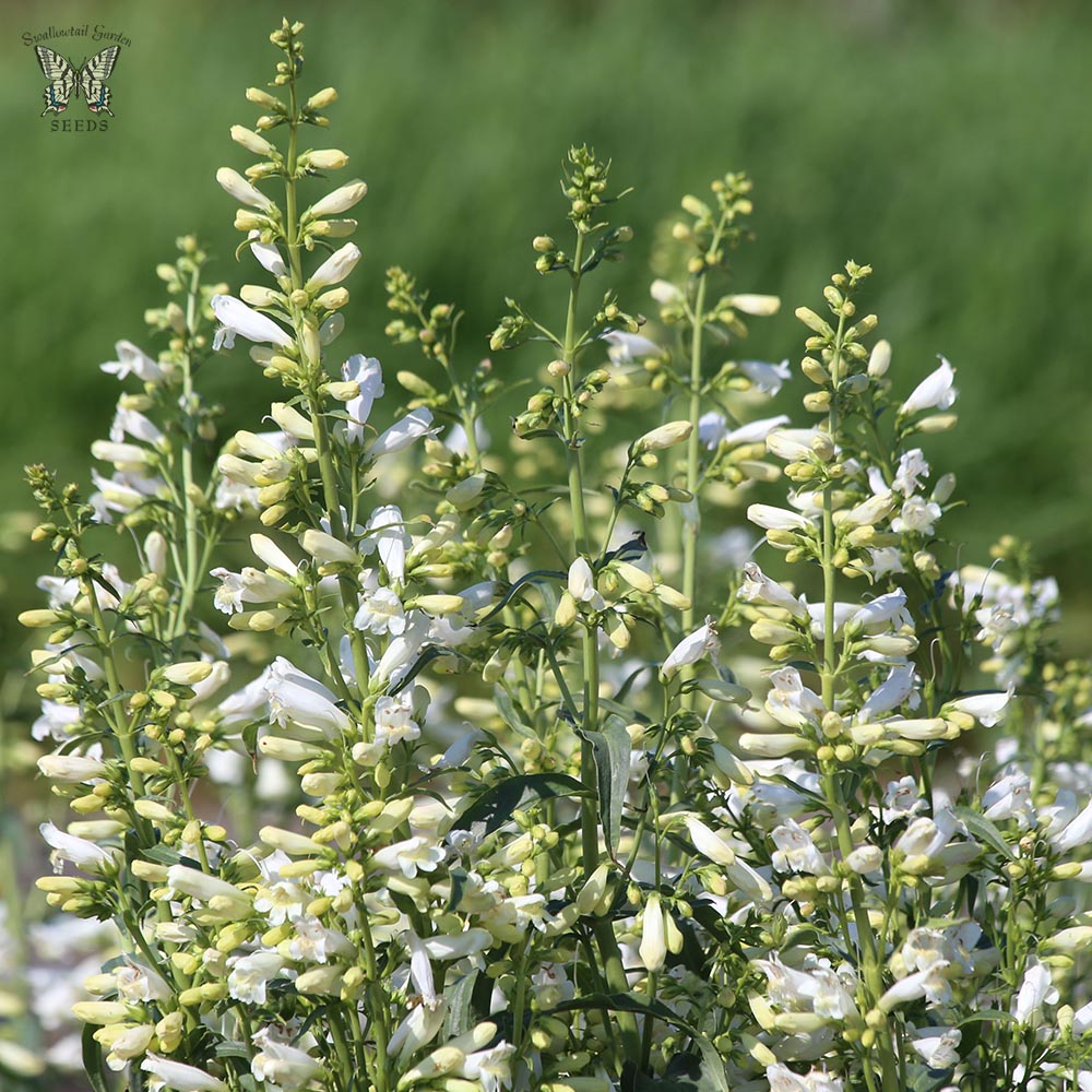 Penstemon Twizzle White