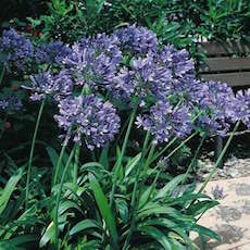 Agapanthus