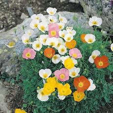 Alpine Poppy