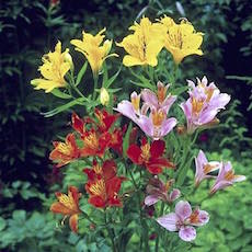 Alstroemeria