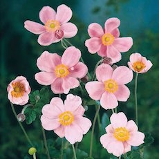 Anemone spp.