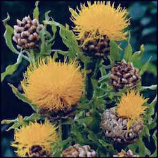 Armenian Basket Flower