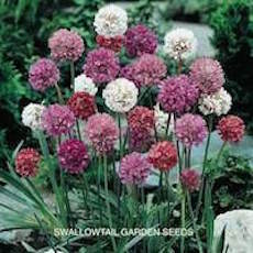 Armeria