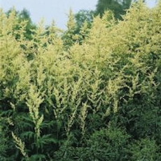 Artemisia