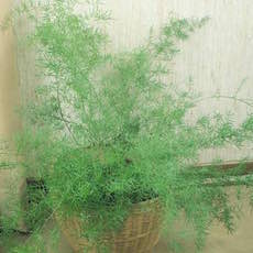 Asparagus Fern