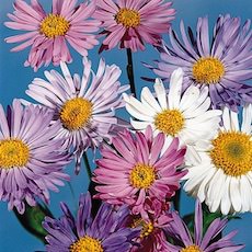 Aster alpinus