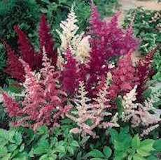 Astilbe