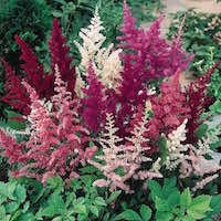 Astilbe spp.