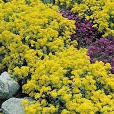 BASKET OF GOLD FLOWER SEEDS LANDSCAPING ETC PERFECT FOR  BASKET CONTAINERS