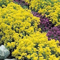 Basket-of-Gold flower clusters