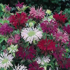 Bee Balm