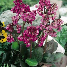 Bergenia