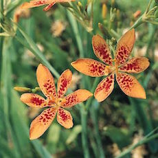 Blackberry Lily