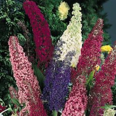 Butterfly Bush plumes