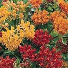 Butterfly Weed