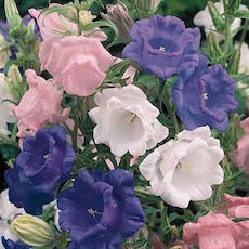 Campanula