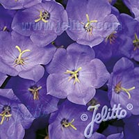 Uniform campanula flowers