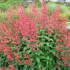 Cape Fuchsia