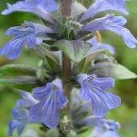 Ajuga reptens