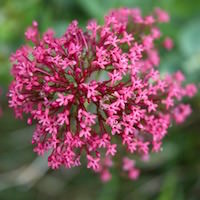 Centranthus ruber