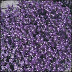 Chaenorhinum
