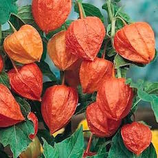 Chinese Lantern