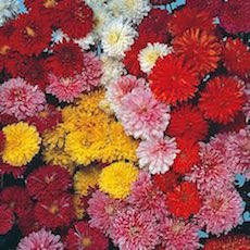 Chrysanthemum flowers