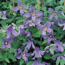 Clematis spp.