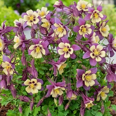 Earlybird Columbinine flowers
