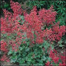 Coral Bells