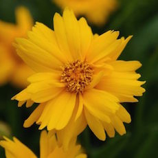 Coreopsis