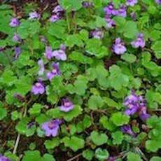 Cymbalaria