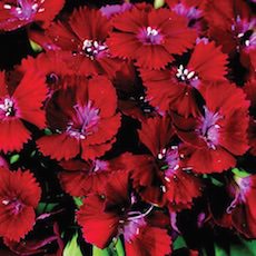 Dianthus barbatus