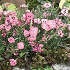Dianthus gratianopolitanus