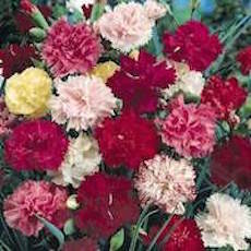 Dianthus