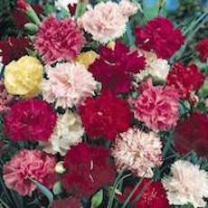 Dianthus