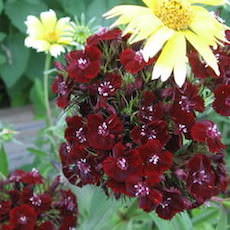 Dianthus barbatus