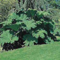 Gunnera spp.