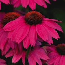 Echinacea spp.