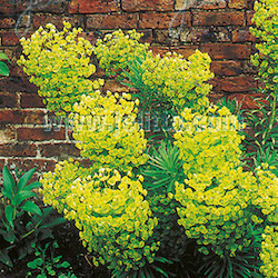 Euphorbia