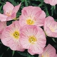 Evening Primrose