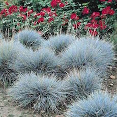 Festuca glauca