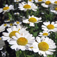 Tanacetum parthenium