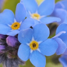 Forget-Me-Not