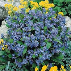 Myosotis sylvatica
