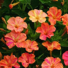 Mirabilis jalapa