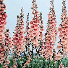 Foxglove, Apricot Beauty flower garden seeds