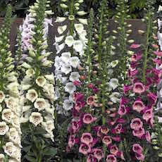 Digitalis purpurea